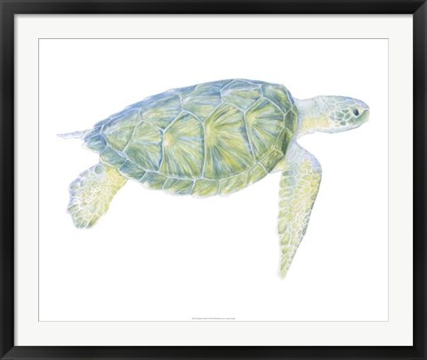 Framed Tranquil Sea Turtle I Print