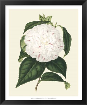 Framed Antique Camellia I Print