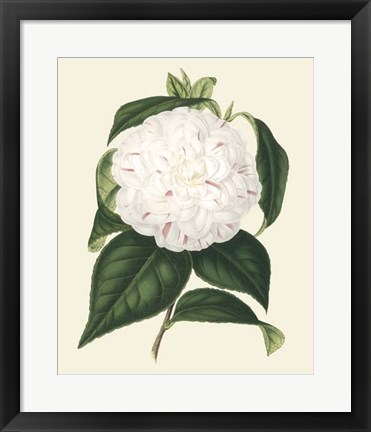 Framed Antique Camellia I Print