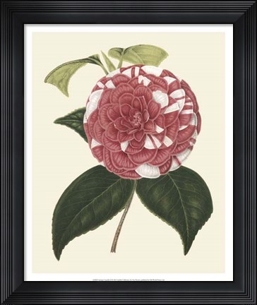 Framed Antique Camellia II Print