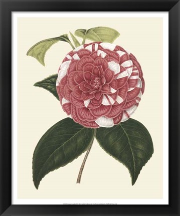 Framed Antique Camellia II Print
