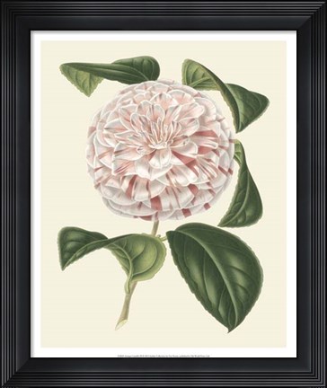Framed Antique Camellia III Print