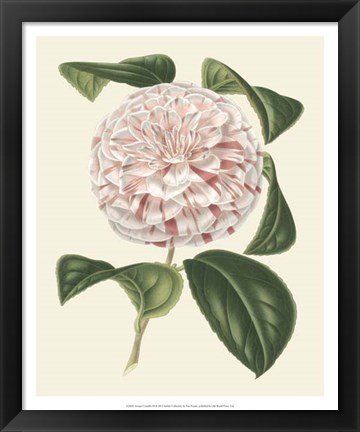 Framed Antique Camellia III Print