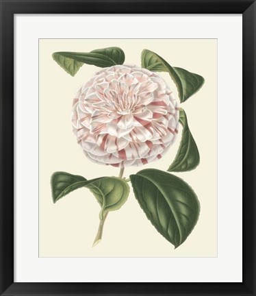 Framed Antique Camellia III Print