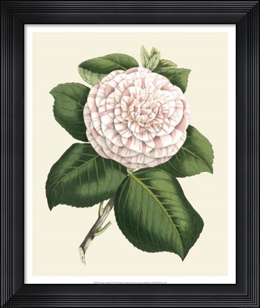 Framed Antique Camellia IV Print