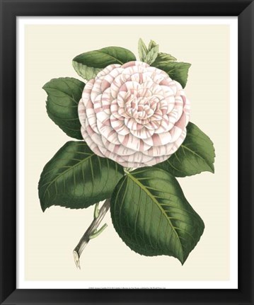 Framed Antique Camellia IV Print