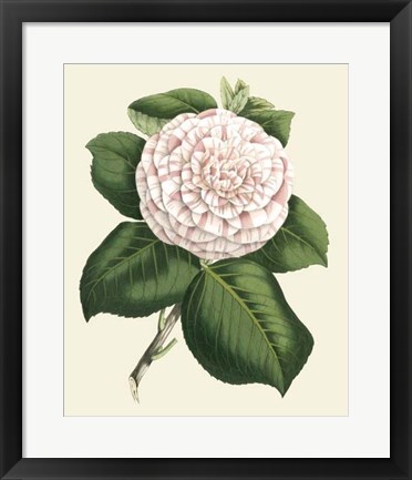 Framed Antique Camellia IV Print