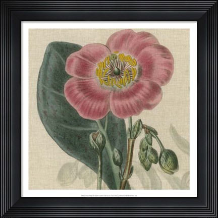 Framed Floral Delight IV Print