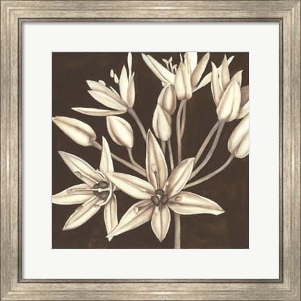 Framed Sepia Lily IV Print