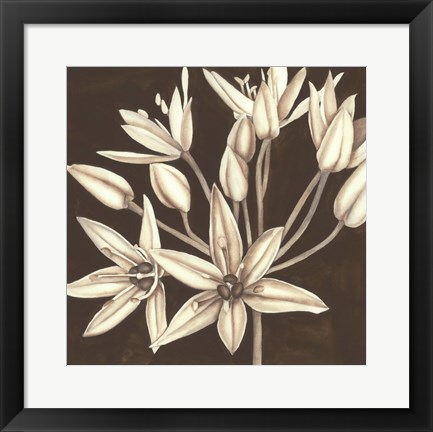 Framed Sepia Lily IV Print