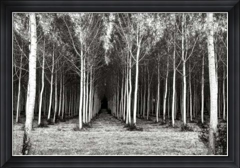 Framed Alley At Lac D&#39;uby Print