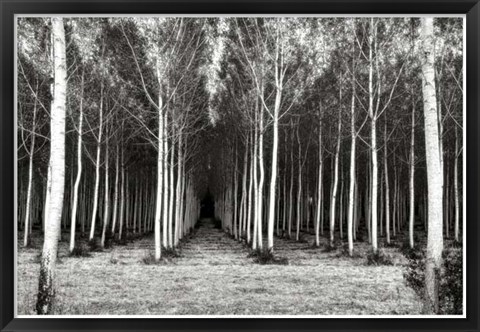 Framed Alley At Lac D&#39;uby Print