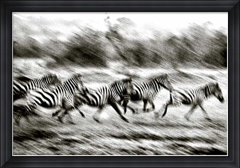 Framed Stampeding Zebra Print