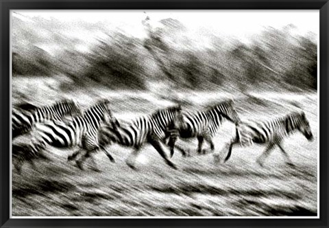 Framed Stampeding Zebra Print