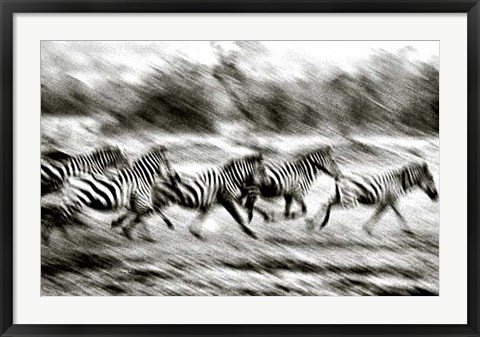 Framed Stampeding Zebra Print