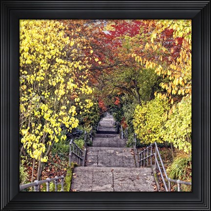 Framed Autumn Tunnel Print