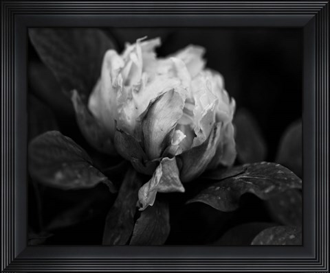 Framed Poetry I Print