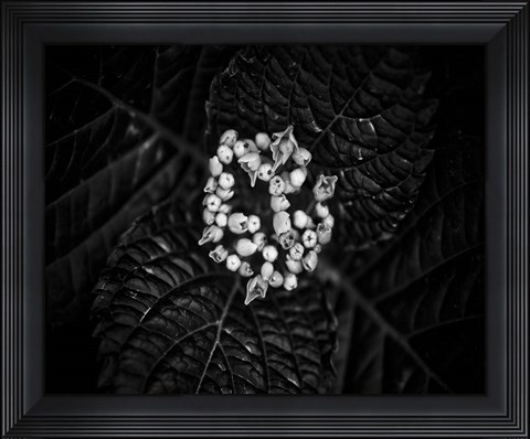 Framed Poetry IV Print