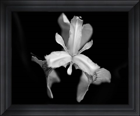 Framed Poetry V Print