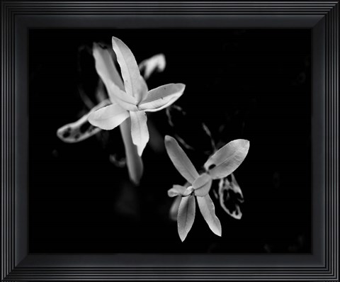 Framed Poetry VI Print