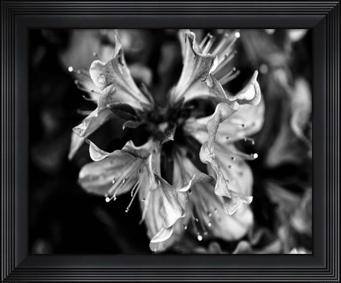 Framed Poetry VII Print