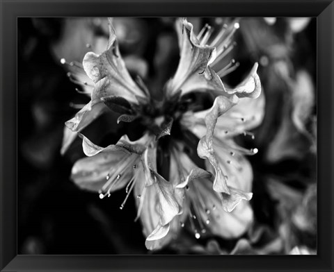 Framed Poetry VII Print