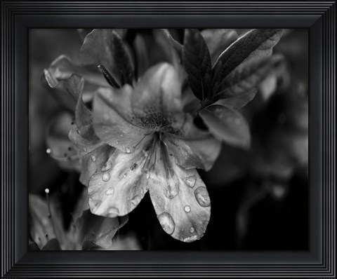 Framed Poetry VIII Print