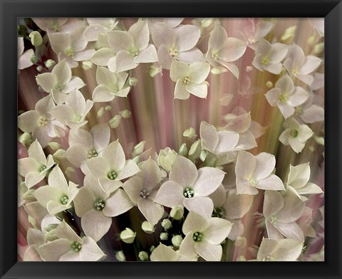 Framed Soft Floral I Print