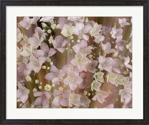 Framed Soft Floral II Print