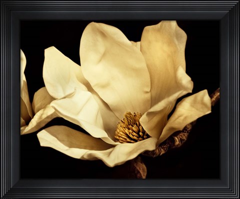 Framed Buttercream Magnolia I Print