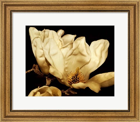 Framed Buttercream Magnolia II Print