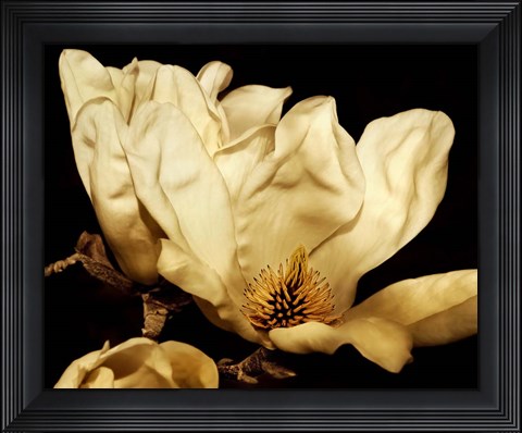 Framed Buttercream Magnolia II Print