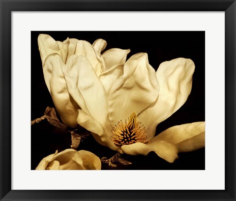 Framed Buttercream Magnolia II Print