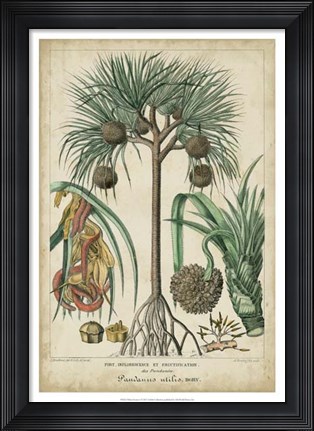 Framed Palma Exotica I Print