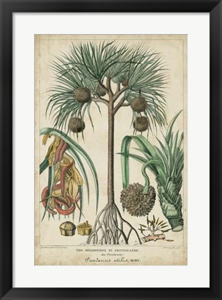 Framed Palma Exotica I Print