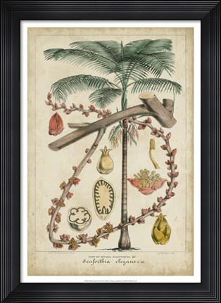 Framed Palma Exotica II Print