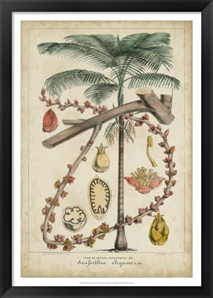 Framed Palma Exotica II Print