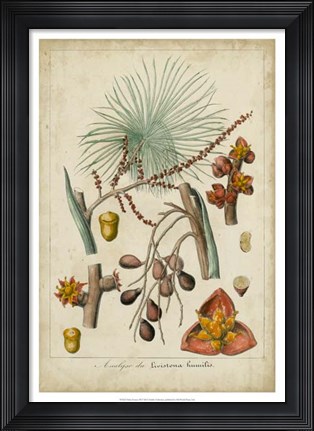Framed Palma Exotica III Print