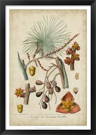 Framed Palma Exotica III Print