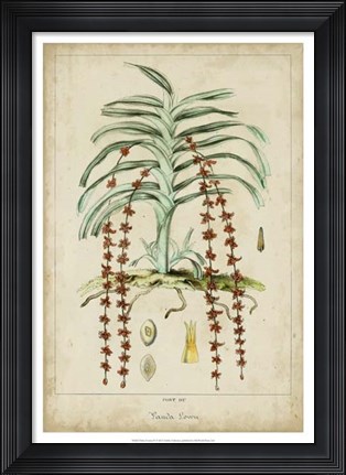 Framed Palma Exotica IV Print