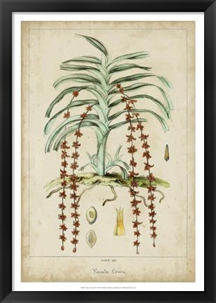 Framed Palma Exotica IV Print