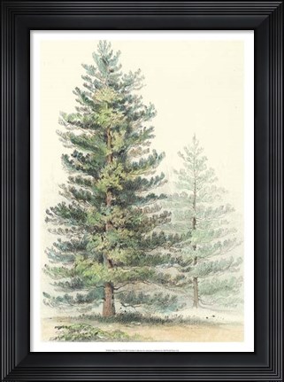 Framed Majestic Pine I Print