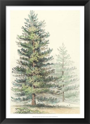 Framed Majestic Pine I Print