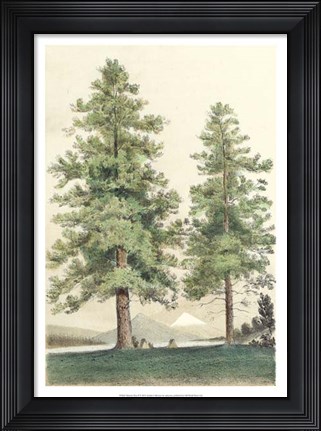Framed Majestic Pine II Print