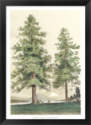 Framed Majestic Pine II Print