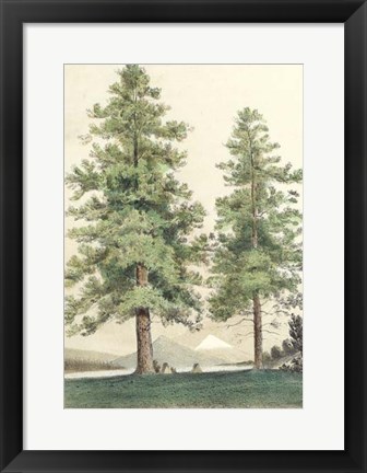 Framed Majestic Pine II Print