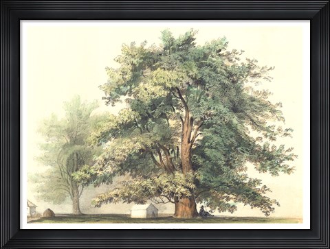 Framed Majestic Oak Print