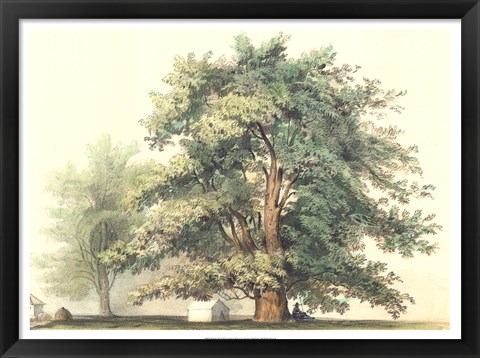 Framed Majestic Oak Print