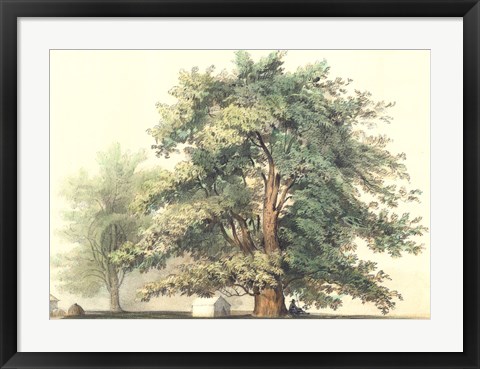 Framed Majestic Oak Print