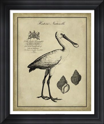 Framed Antiquarian Spoonbill Print